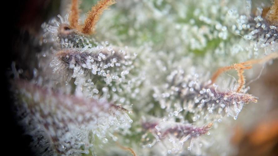 Orange Bud, Super Lemon Haze. Week 18