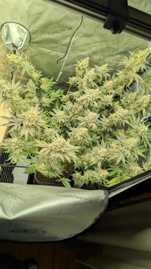 Orange Bud, Super Lemon Haze. Week 18