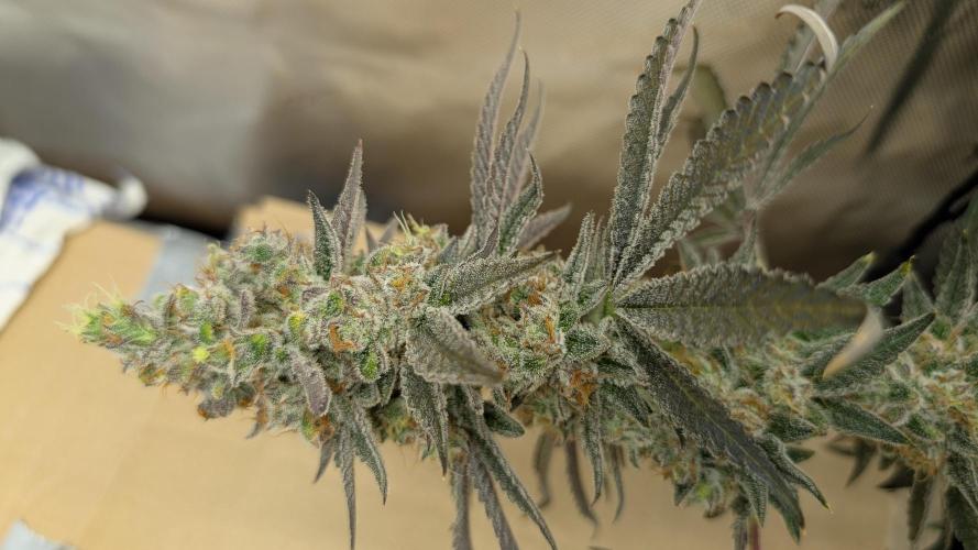 Orange Bud, Super Lemon Haze. Week 18