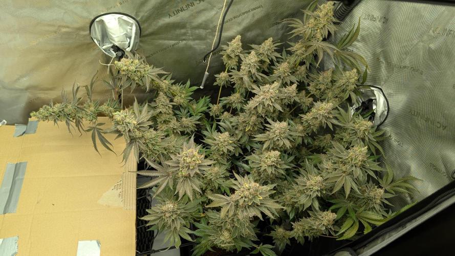 Orange Bud, Super Lemon Haze. Week 18