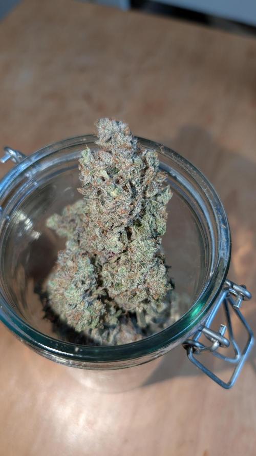 Orange Bud, Super Lemon Haze. Week 19
