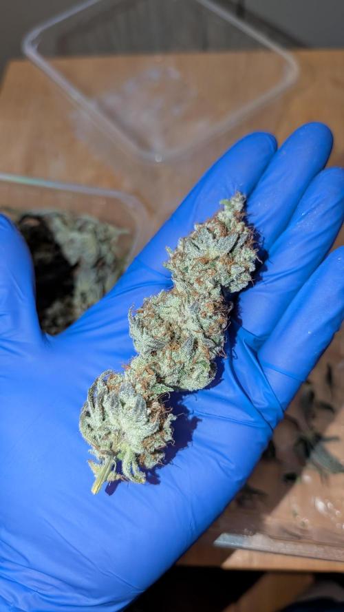 Orange Bud, Super Lemon Haze. Week 19