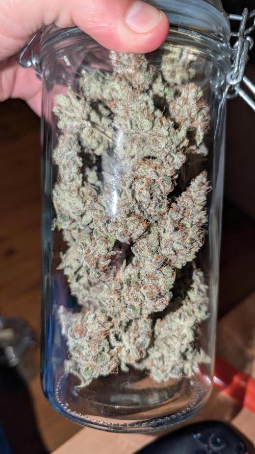 Orange Bud, Super Lemon Haze. Week 19