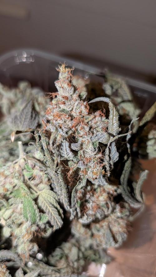 Orange Bud, Super Lemon Haze. Week 19