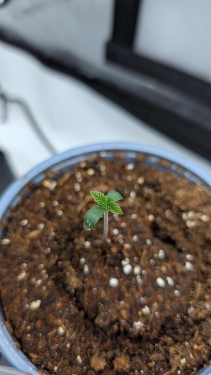 Orange Bud. Week 0
