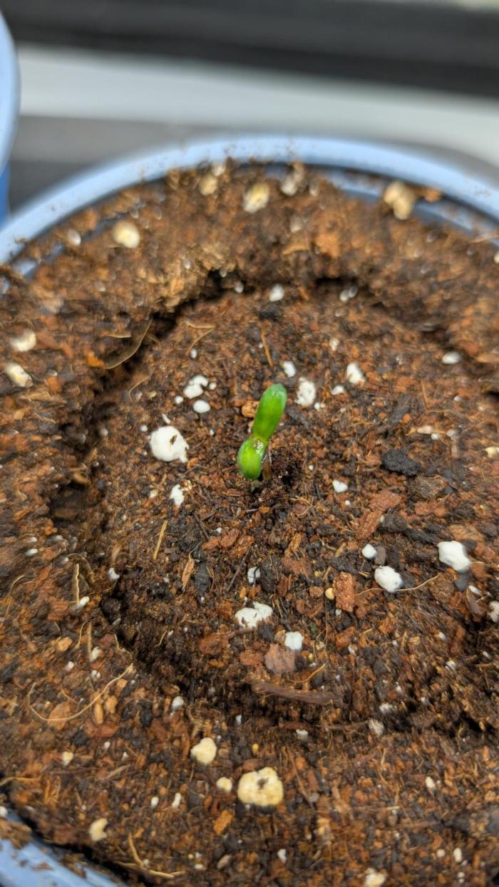 Orange Bud 2.0. Week 0