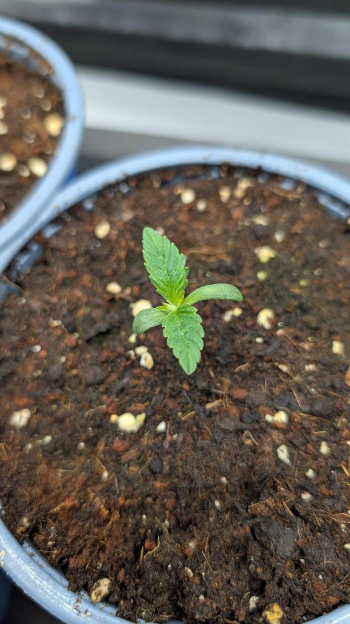 Orange Bud 2.0. Week 1