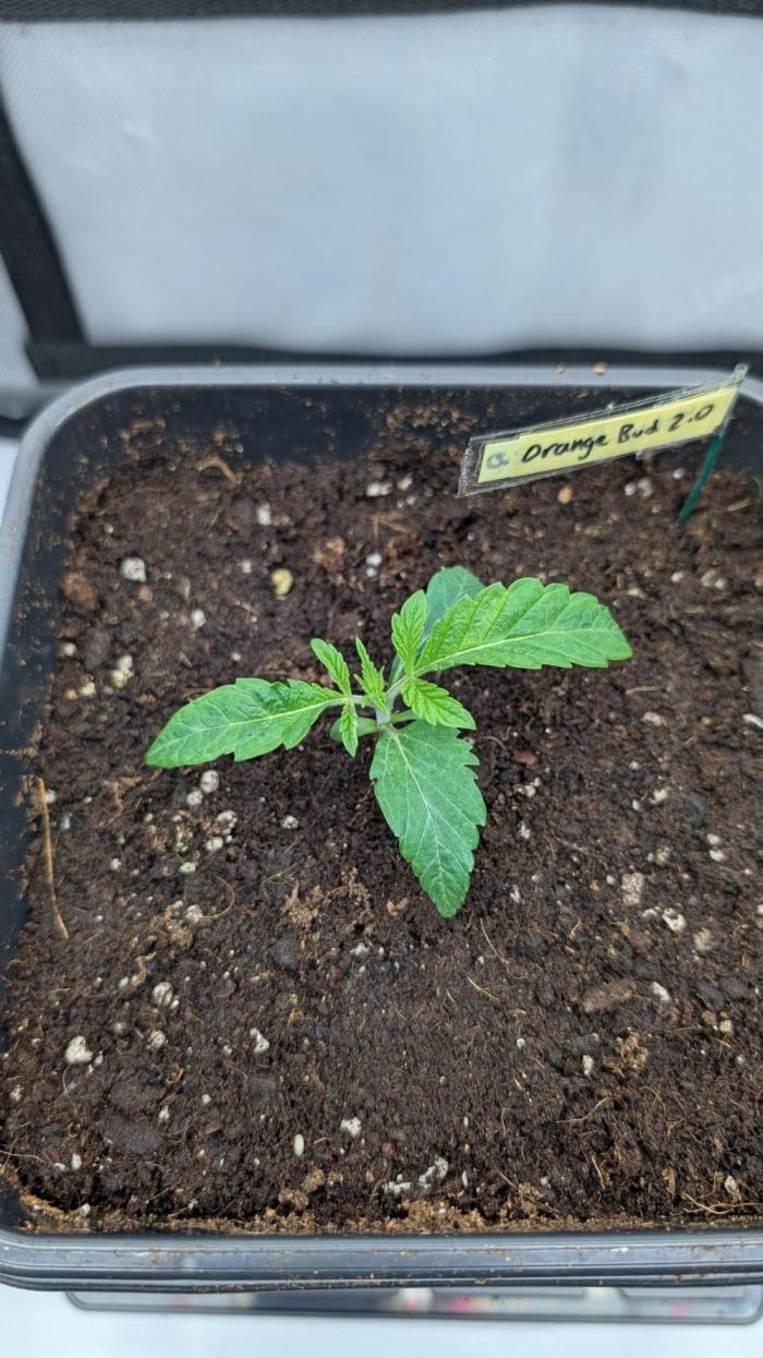 Orange Bud 2.0. Week 2
