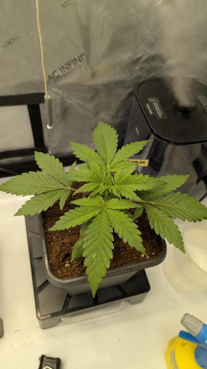 GH Cheese. Week 3