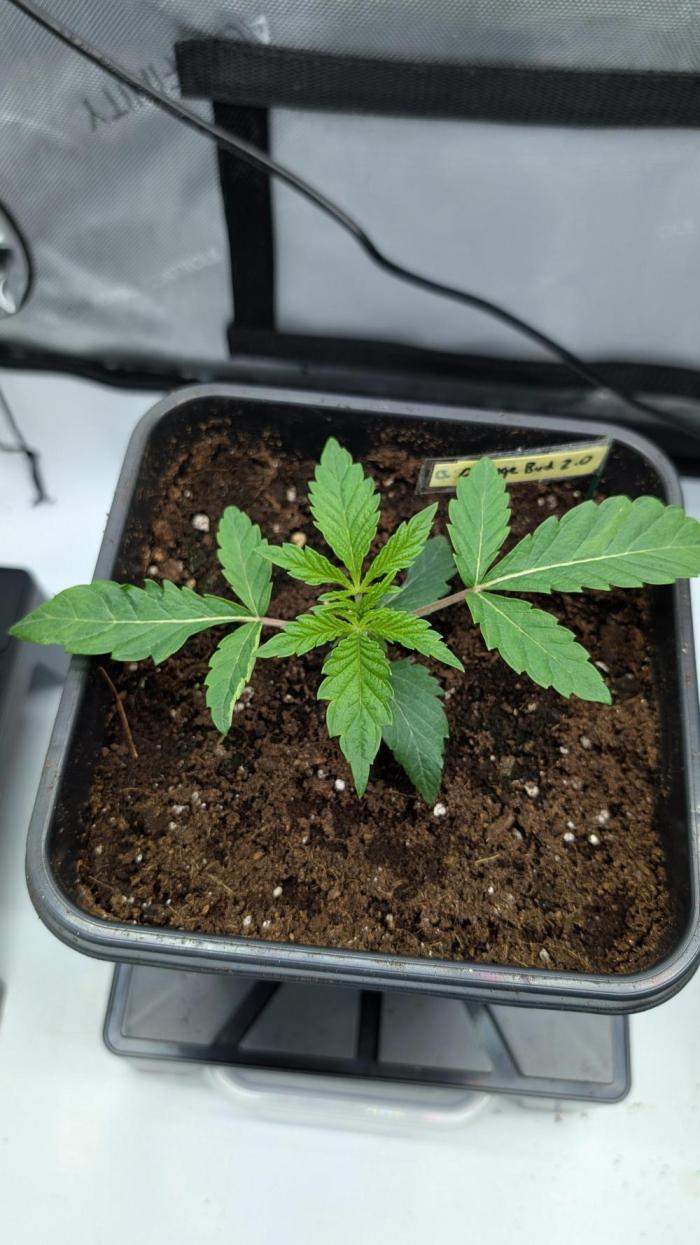 Orange Bud 2.0. Week 3