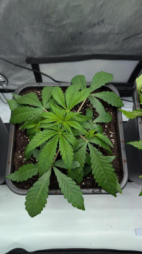 Orange Bud 2.0. Week 4