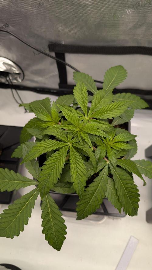 Orange Bud 2.0. Week 4