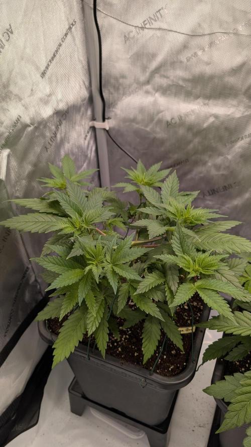 Orange Bud. Week 5