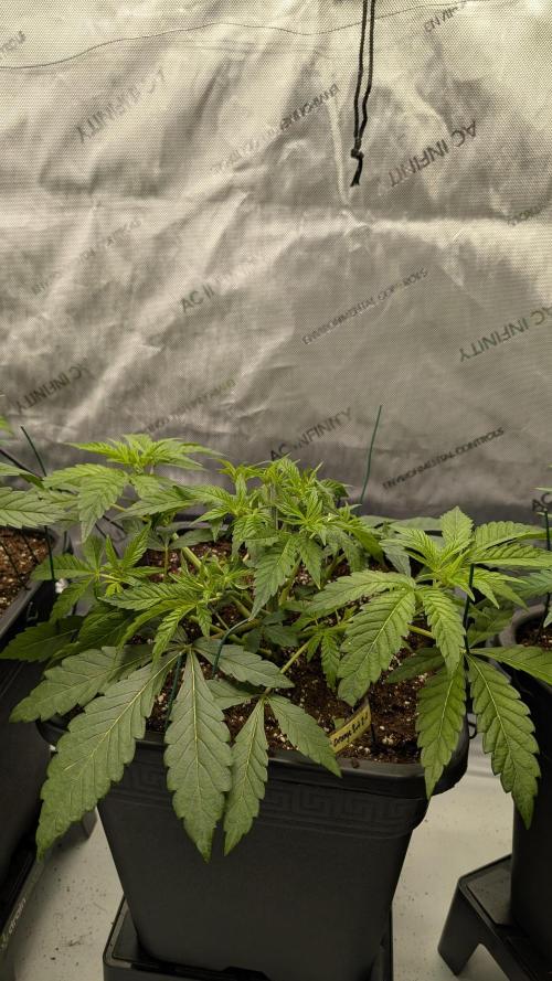 Orange Bud 2.0. Week 5