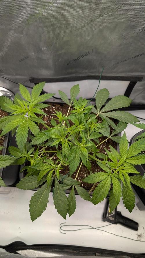 Orange Bud 2.0. Week 5