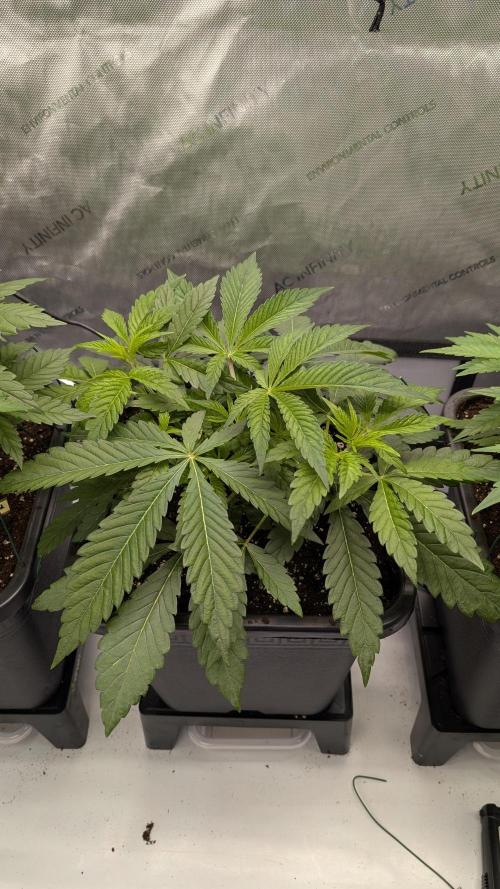 Orange Bud 2.0. Week 5