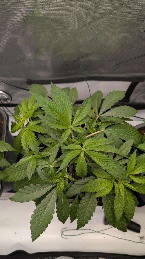 Orange Bud 2.0. Week 5