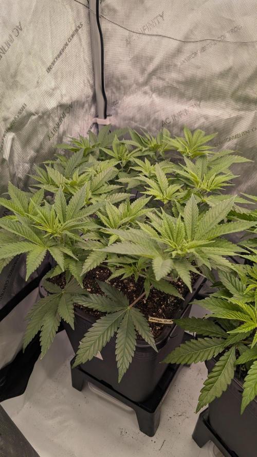 Orange Bud. Week 6