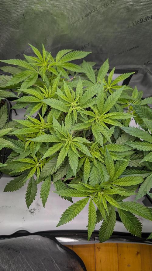 Orange Bud 2.0. Week 6