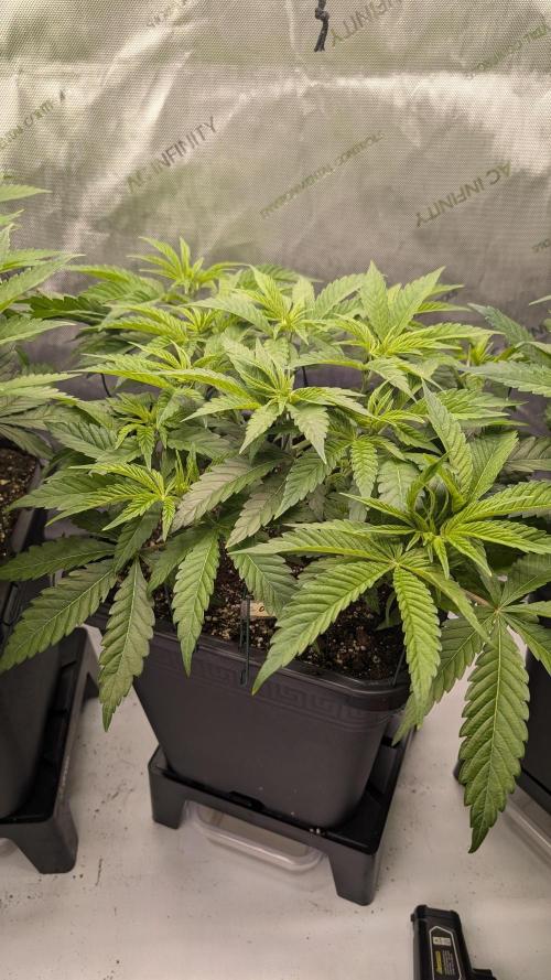Orange Bud 2.0. Week 6