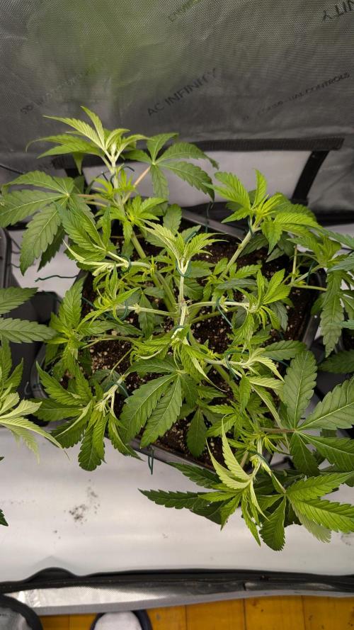 Orange Bud 2.0. Week 6