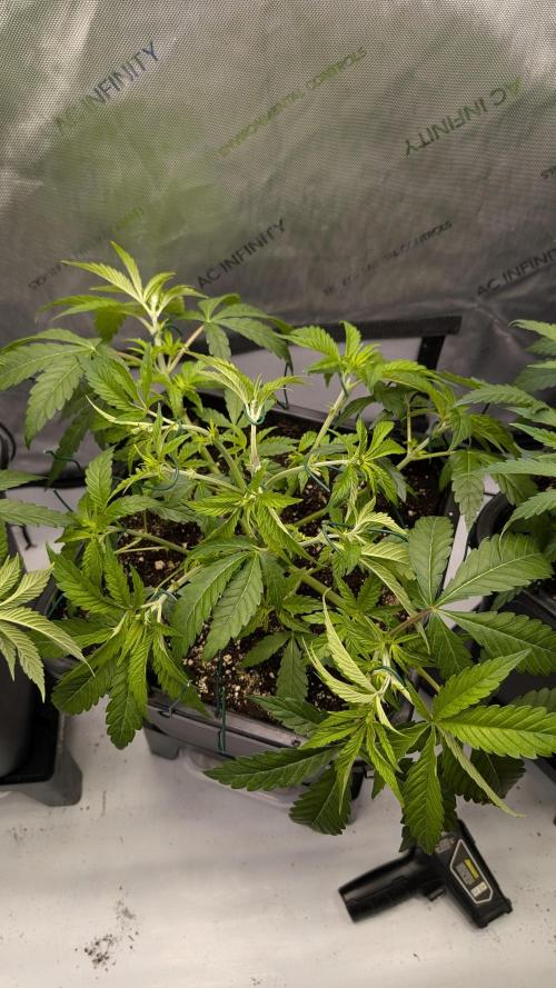 Orange Bud 2.0. Week 6