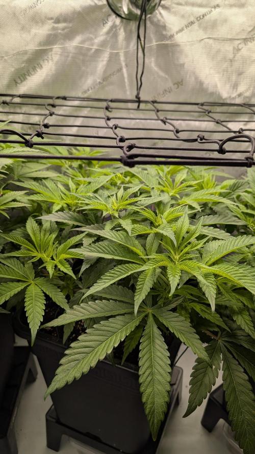 Orange Bud 2.0. Week 7