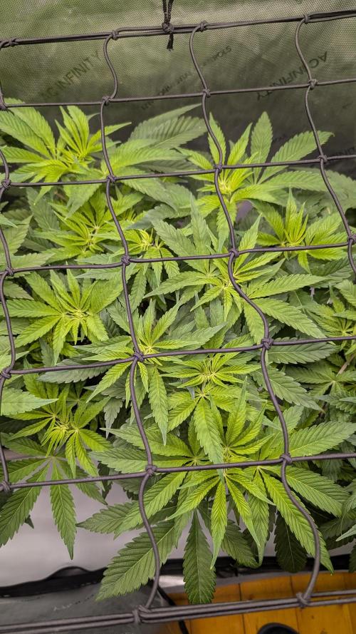 Orange Bud 2.0. Week 7