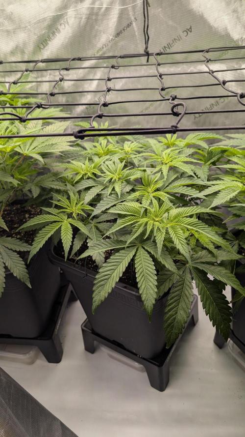 Orange Bud 2.0. Week 7