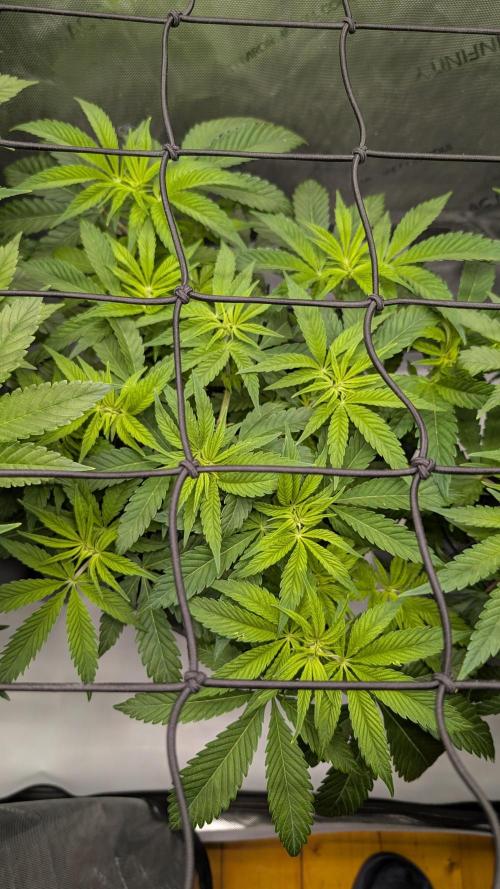 Orange Bud 2.0. Week 7