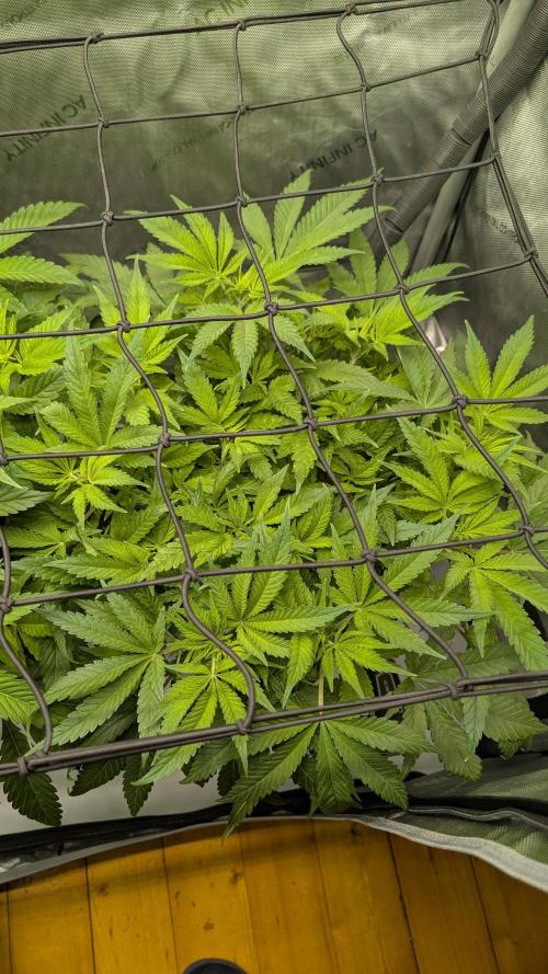 GH Cheese. Week 7