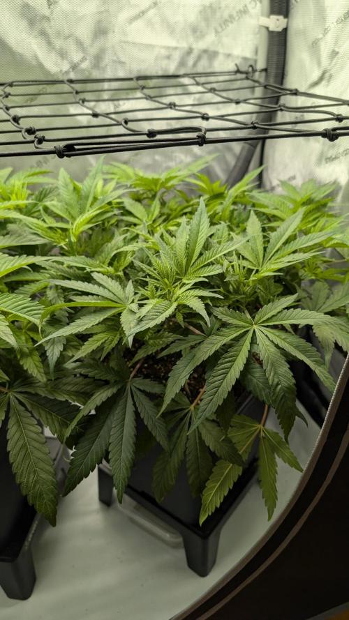 GH Cheese. Week 7
