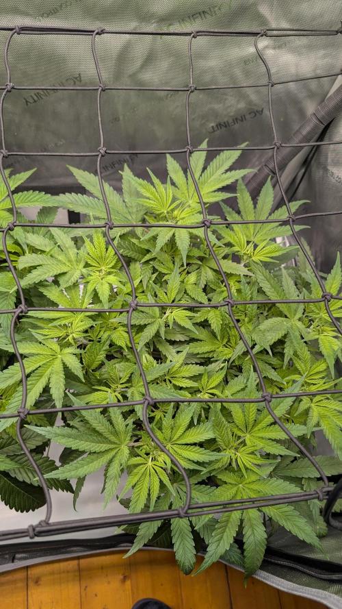 GH Cheese. Week 7