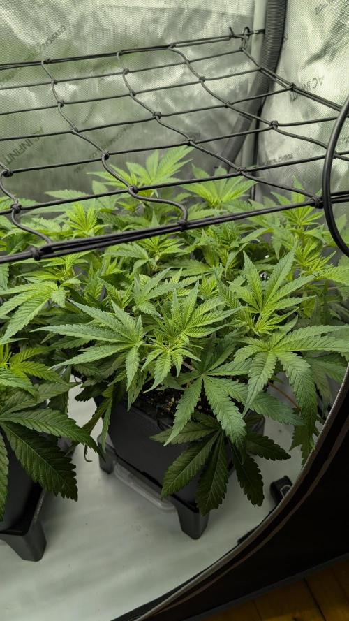 GH Cheese. Week 7