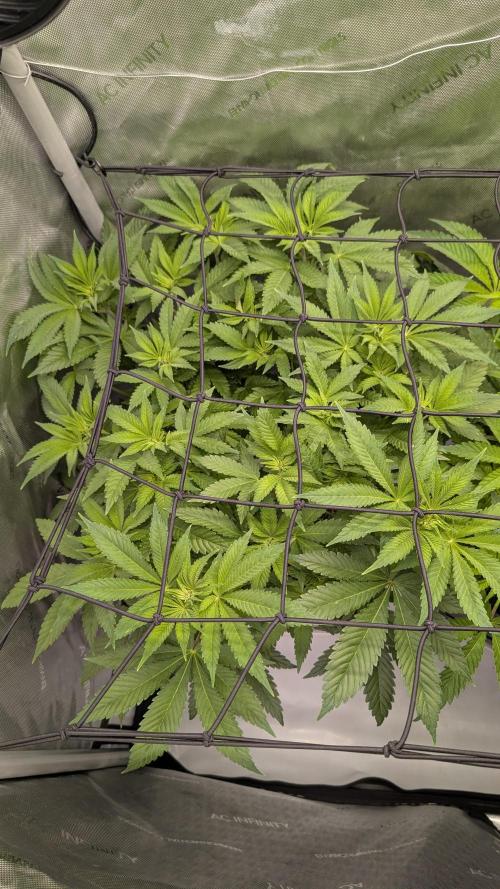 Orange Bud. Week 7