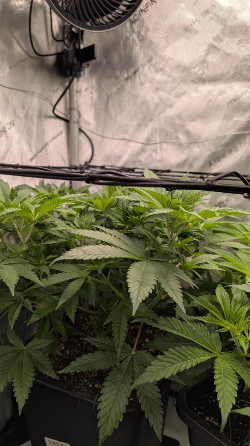 Orange Bud. Week 7