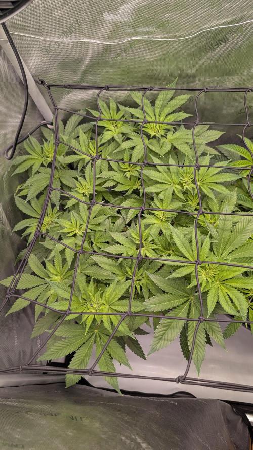 Orange Bud. Week 7