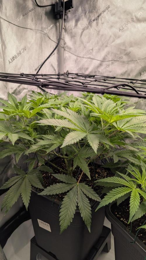 Orange Bud. Week 7