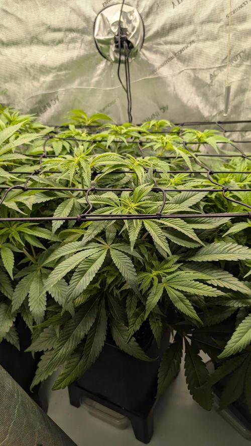 Orange Bud 2.0. Week 8