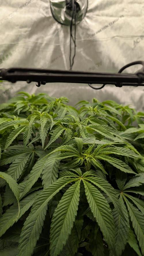 Orange Bud 2.0. Week 8