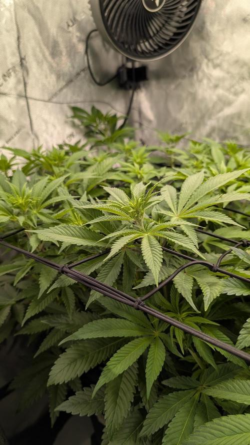 Orange Bud. Week 8