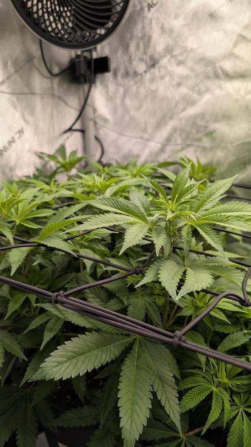 Orange Bud. Week 8