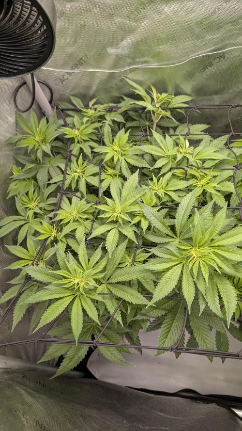 Orange Bud. Week 8