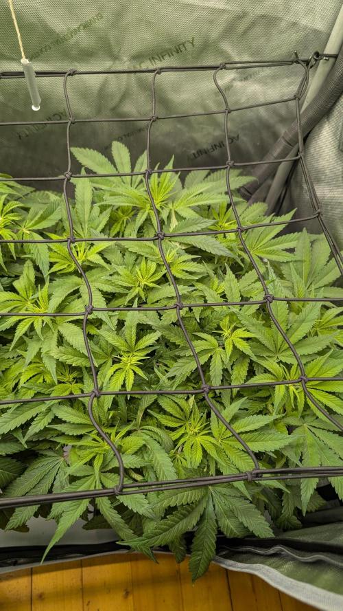 GH Cheese. Week 8