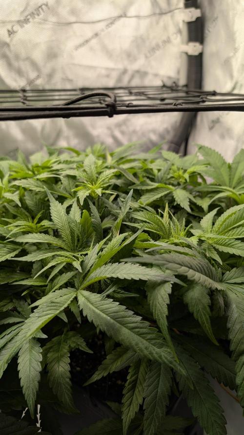 GH Cheese. Week 8