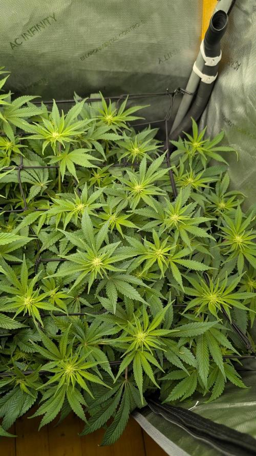 GH Cheese. Week 9
