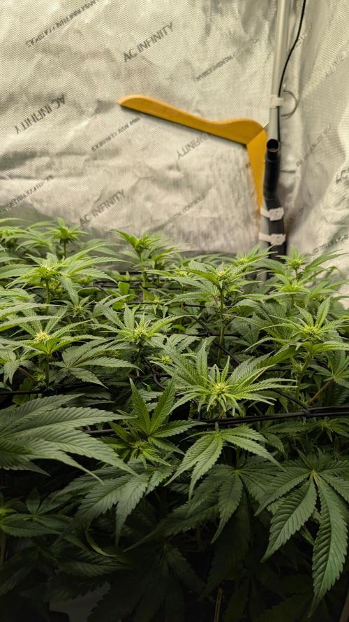 GH Cheese. Week 9