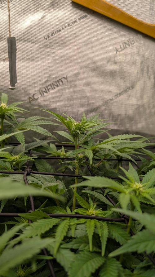 GH Cheese. Week 9