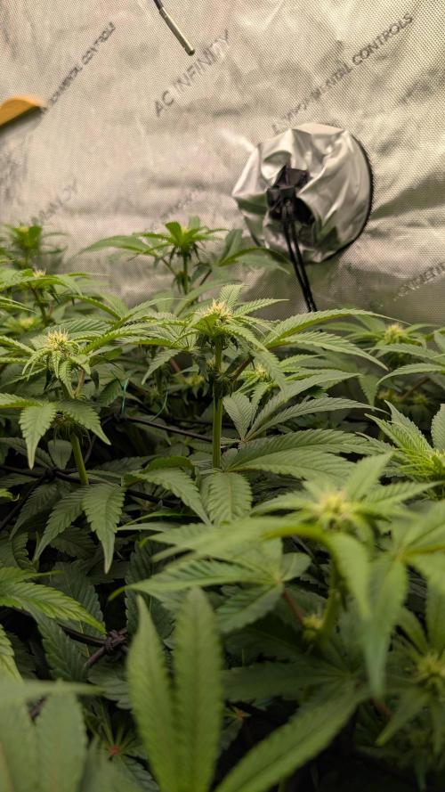 Orange Bud 2.0. Week 9