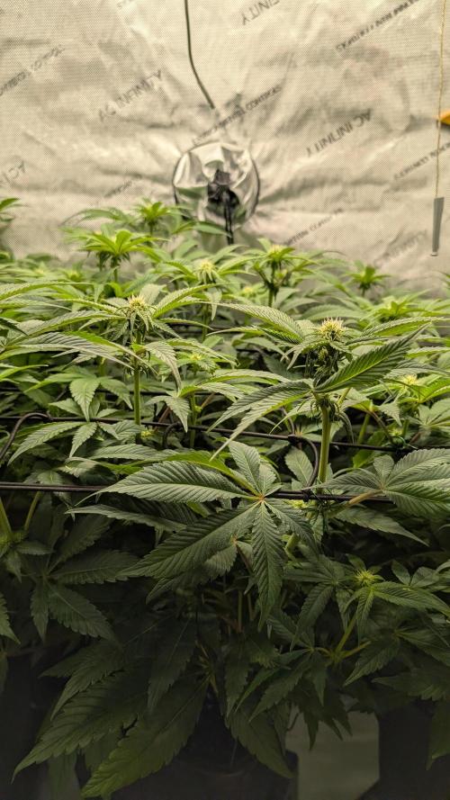 Orange Bud 2.0. Week 9